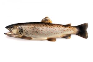 Brown Trout at Big Ed's Fishing Ventures