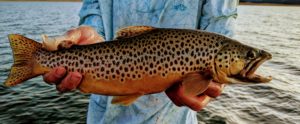 Lake Dillon Brown Trout Caught While Charter Fishing
